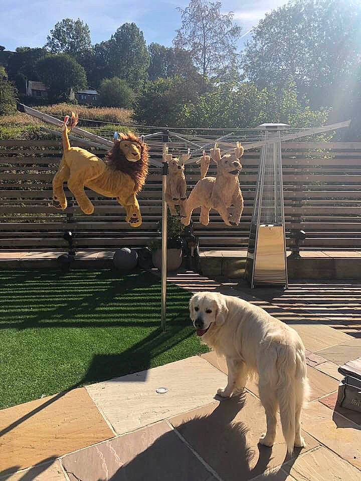 Lewis is registered to the contest to win money with this photo: anatolian_shepherd_dog, canidae, carnivore, dog, dog_breed, fence, kangal_dog, livestock_guardian_dog, mammal, maremma_sheepdog, sporting_group, vertebrate