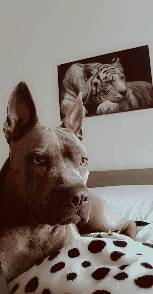 Lila joined the competition — help win amazing prizes! art, canidae, carnivore, comfort, companion_dog, dog, dog_breed, ear, guard_dog, monochrome, monochrome_photography, room, sporting_group, still_life_photography, stock_photography, toy_dog, visual_arts, whiskers, white, working_animal