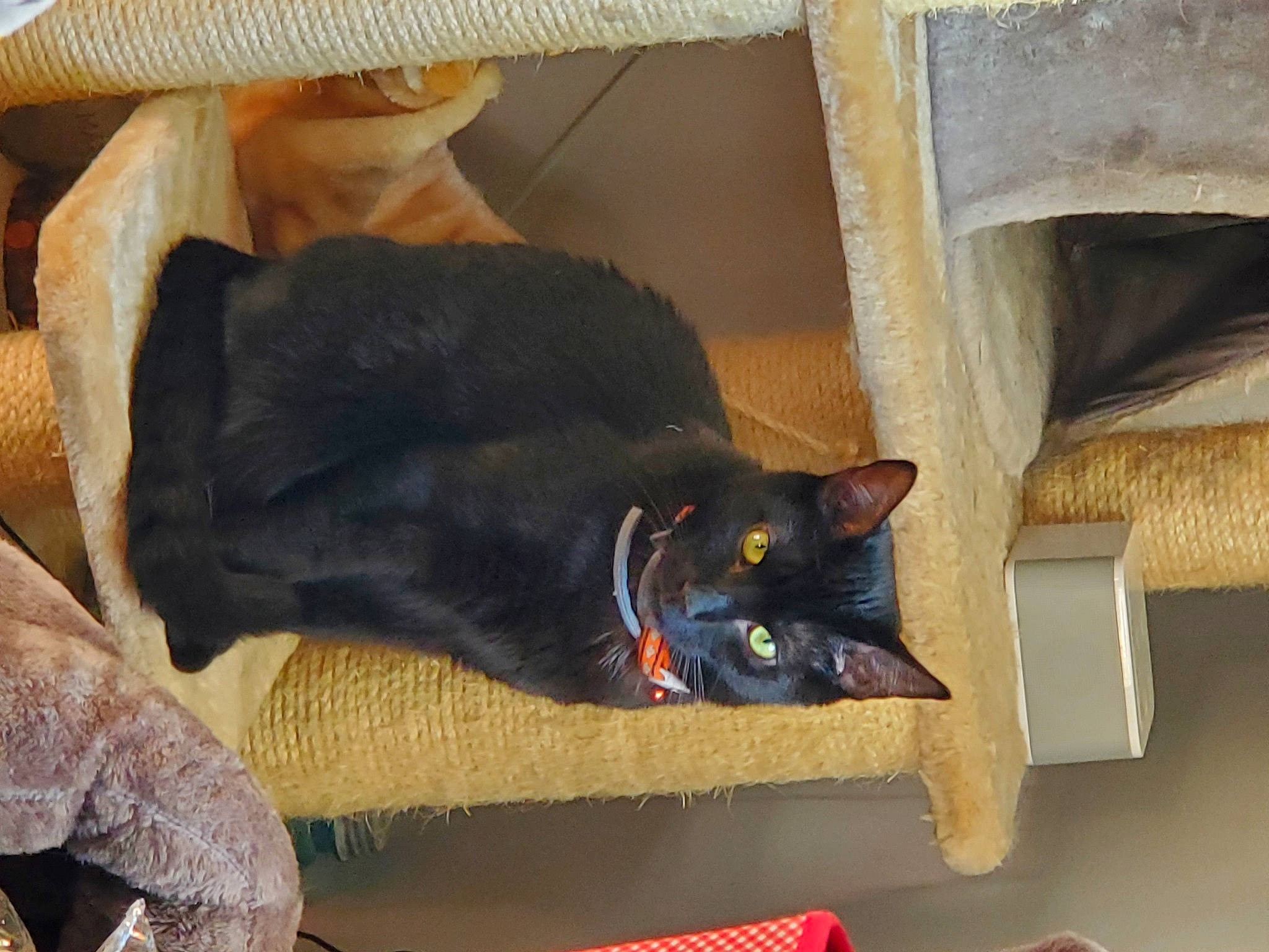 Dixie joined the competition — help win amazing prizes! asian, black_cat, bombay, burmese, carnivore, cat, domestic_short_haired_cat, felidae, room, small_to_medium_sized_cats, whiskers