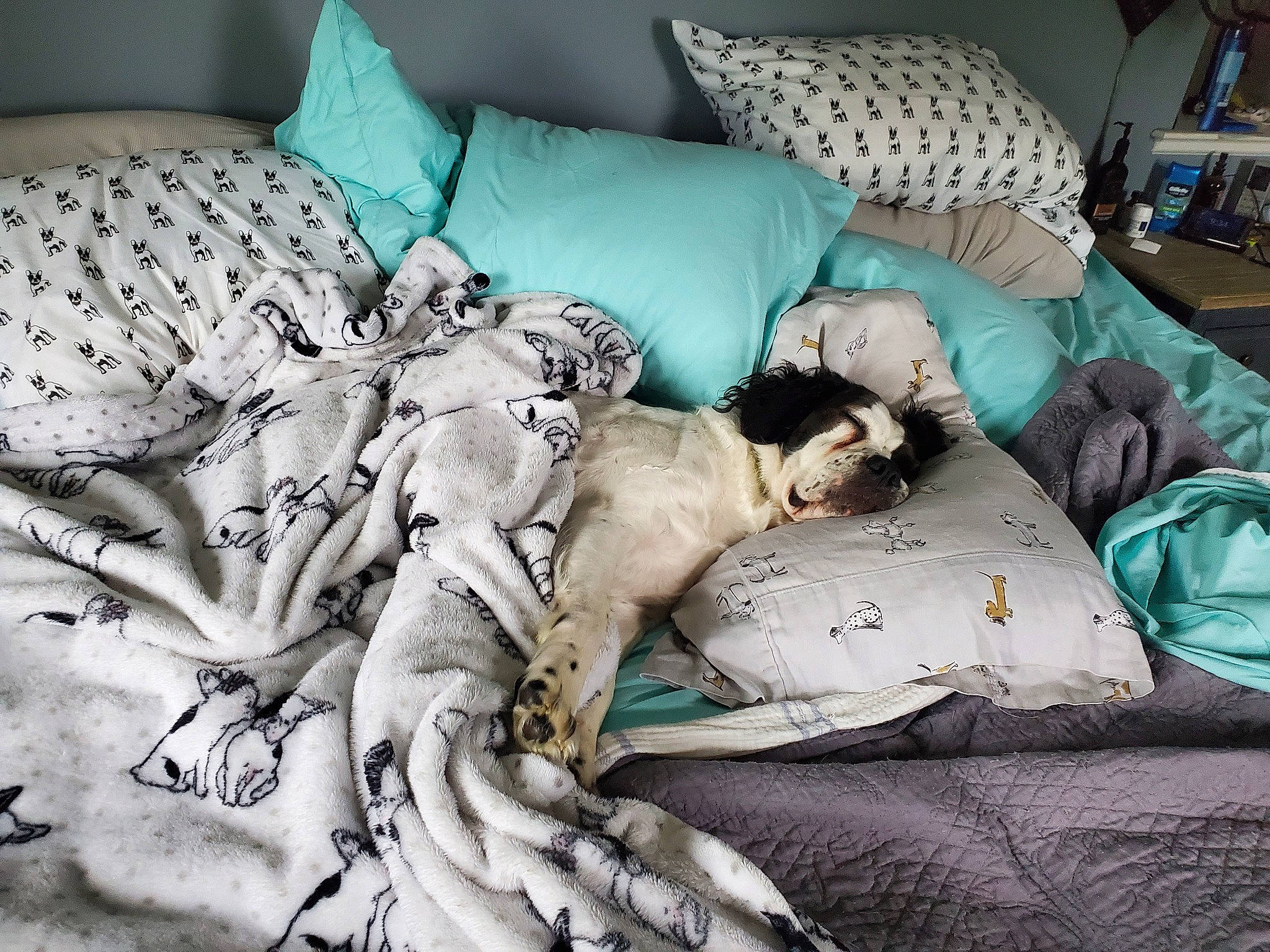 Dixie is registered to the contest to win money with this photo: bed_sheet, bedding, bedroom, bedtime, canidae, carnivore, cat, comfort, companion_dog, fur, furniture, linens, nap, non_sporting_group, pillow, room, sleep, textile