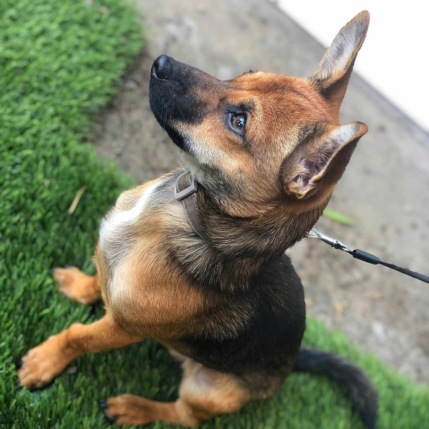 Flippy joined the competition — help win amazing prizes! alert, animal, black_fur, brown_fur, canine, collar, cute, daylight, dog, domestic_animal, ears, fur, grass, leash, looking_up, nature, outdoor, pet, side_view, sitting