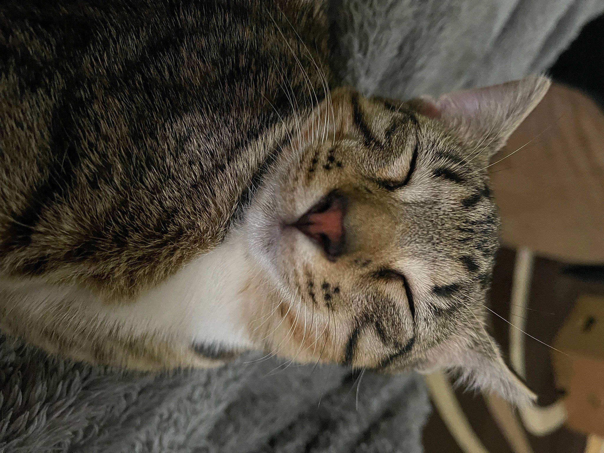 Eli is registered to the contest to win money with this photo: carnivore, cat, claw, comfort, domestic_short_haired_cat, eye, felidae, fur, head, nap, paw, sleep, small_to_medium_sized_cats, snout, terrestrial_animal, whiskers, wildlife