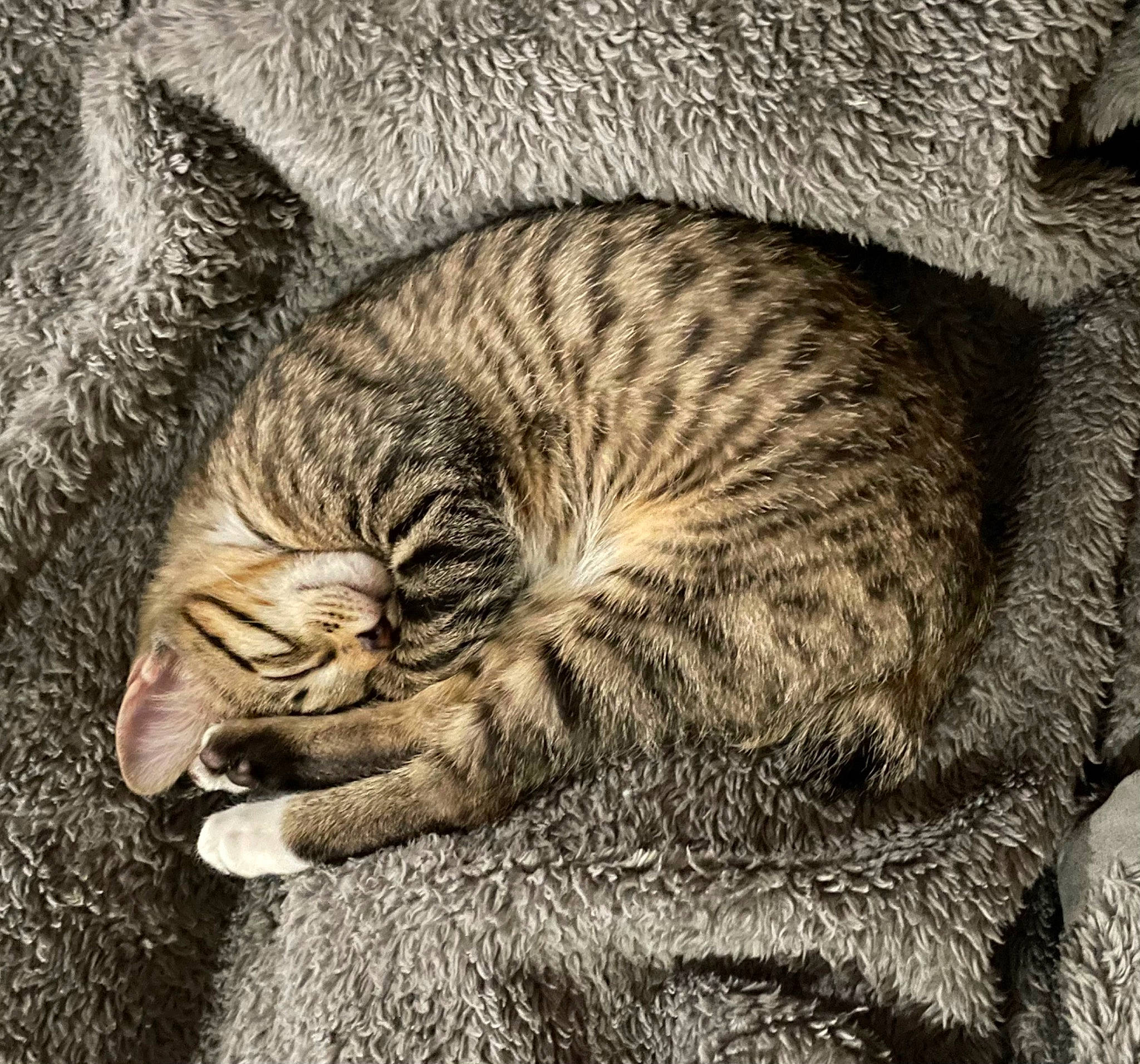 Eli is registered to the contest to win money with this photo: art, carnivore, cat, cat_bed, claw, comfort, domestic_short_haired_cat, felidae, fur, nap, paw, sleep, small_to_medium_sized_cats, snout, tail, terrestrial_animal, tree, whiskers, wildlife, wood