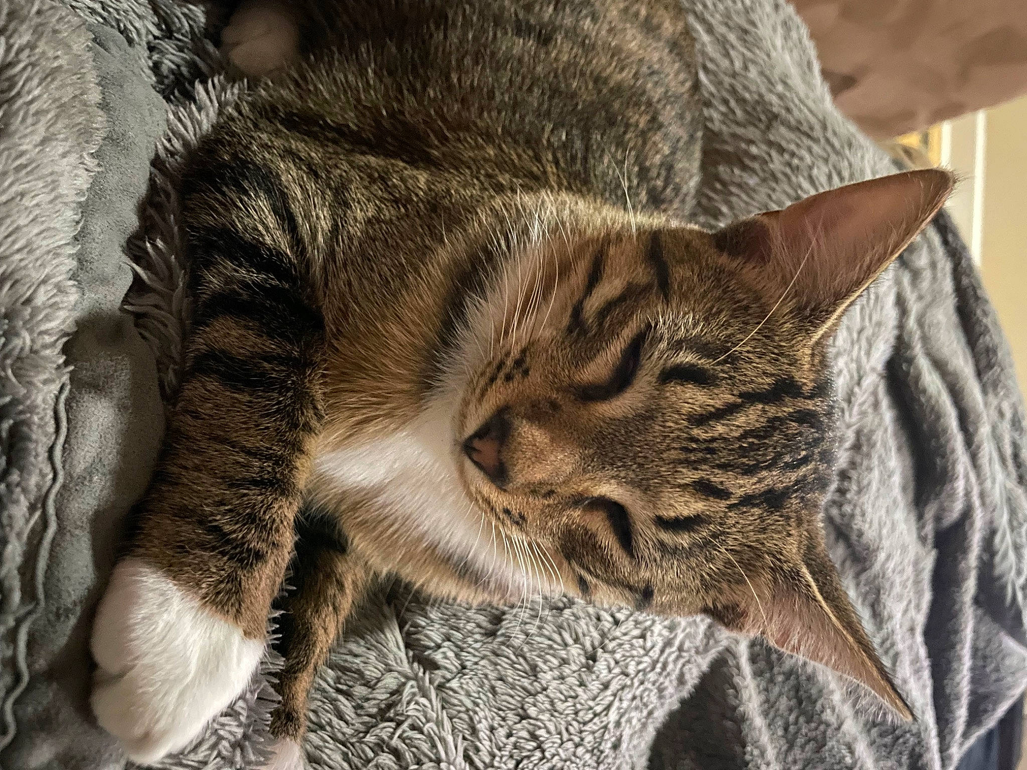 Eli is registered to the contest to win money with this photo: carnivore, cat, cat_supply, claw, close_up, comfort, domestic_short_haired_cat, eye, felidae, fur, grey, paw, small_to_medium_sized_cats, snout, tail, terrestrial_animal, tree, whiskers, wildlife, wood