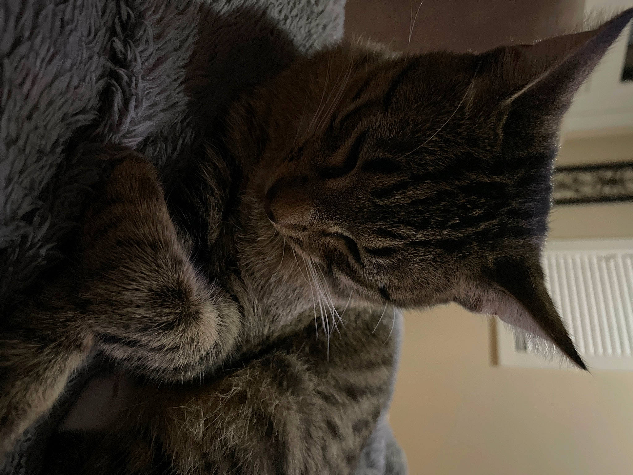 Eli joined the competition — help win amazing prizes! carnivore, cat, claw, domestic_short_haired_cat, ear, felidae, fur, gesture, grey, paw, small_to_medium_sized_cats, tail, terrestrial_animal, whiskers, window