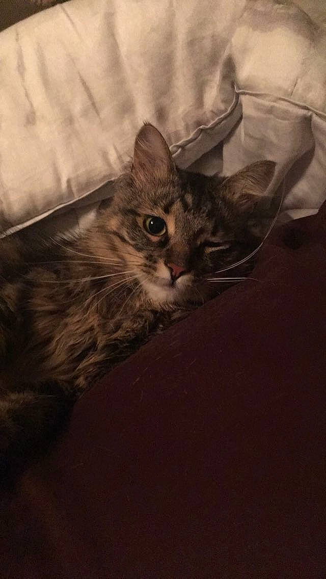 Geralt is registered to the contest to win money with this photo: asian, black_and_white, carnivore, cat, domestic_short_haired_cat, european_shorthair, eye, felidae, fur, kitten, maine_coon, norwegian_forest_cat, sky, small_to_medium_sized_cats, tabby_cat, whiskers