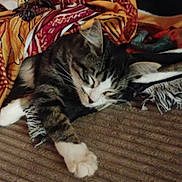 Gadget is registered to the contest to win money with this photo: animal, blanket, cat, comfort, cozy, cute, fabric, fur, home, indoor, nap, patterned_blanket, paw, pet, relaxation, resting, sleeping, striped_cat, tabby_cat, white_paws