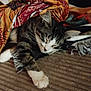 animal, blanket, cat, comfort, cozy, cute, fabric, fur, home, indoor, nap, patterned_blanket, paw, pet, relaxation, resting, sleeping, striped_cat, tabby_cat, white_paws