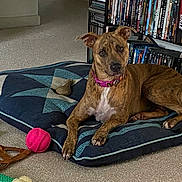 Bella joined the competition — help win amazing prizes! blue, bookshelf, brindle, brown, carpet, chew_toy, dog, dog_bed, dvds, ears_up, indoor, living_room, looking, pet, pink_ball, pink_collar, relaxed, resting, toys, white_chest