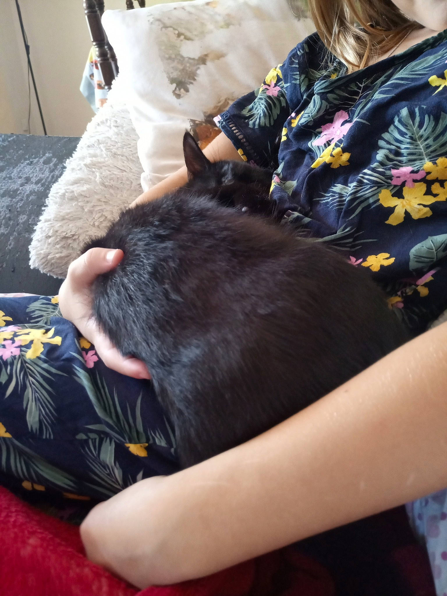 Stel a rejoint le concours — aidez-le/la à gagner de superbes lots ! bed, canidae, carnivore, comfort, companion_dog, dog_breed, felidae, fur, gesture, hair_coloring, human_leg, lap, linens, nail, pillow, room, small_to_medium_sized_cats, sporting_group, whiskers, wrist