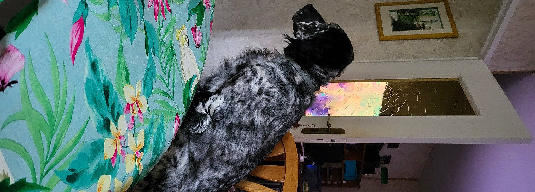 Opale a rejoint le concours — aidez-le/la à gagner de superbes lots ! art, canidae, carnivore, comfort, companion_dog, dog_breed, felidae, fur, picture_frame, room, small_to_medium_sized_cats, snout, sporting_group, tail, toy, visual_arts, whiskers