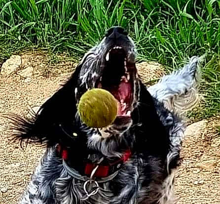 Opale a rejoint le concours — aidez-le/la à gagner de superbes lots ! _geese_and_swans, accipitriformes, beak, bird, bird_of_prey, canidae, carnivore, companion_dog, dog_breed, ducks, falconiformes, grass, organism, plant, soil, sporting_group, terrestrial_animal, water_bird, wildlife, wing