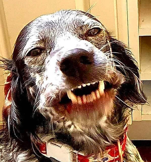 Opale participe au concours pour gagner de l'argent avec cette photo : canidae, carnivore, companion_dog, dog, dog_breed, fang, fur, happy, liver, metal, personal_protective_equipment, photography, snout, sporting_group, terrestrial_animal, whiskers