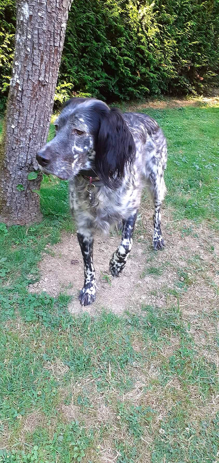 Opale a rejoint le concours — aidez-le/la à gagner de superbes lots ! canidae, carnivore, companion_dog, dog, dog_breed, dog_collar, french_spaniel, grass, gun_dog, liver, plant, pointing_breed, retriever, snout, spaniel, sporting_group, tail, terrestrial_animal, tree, working_animal