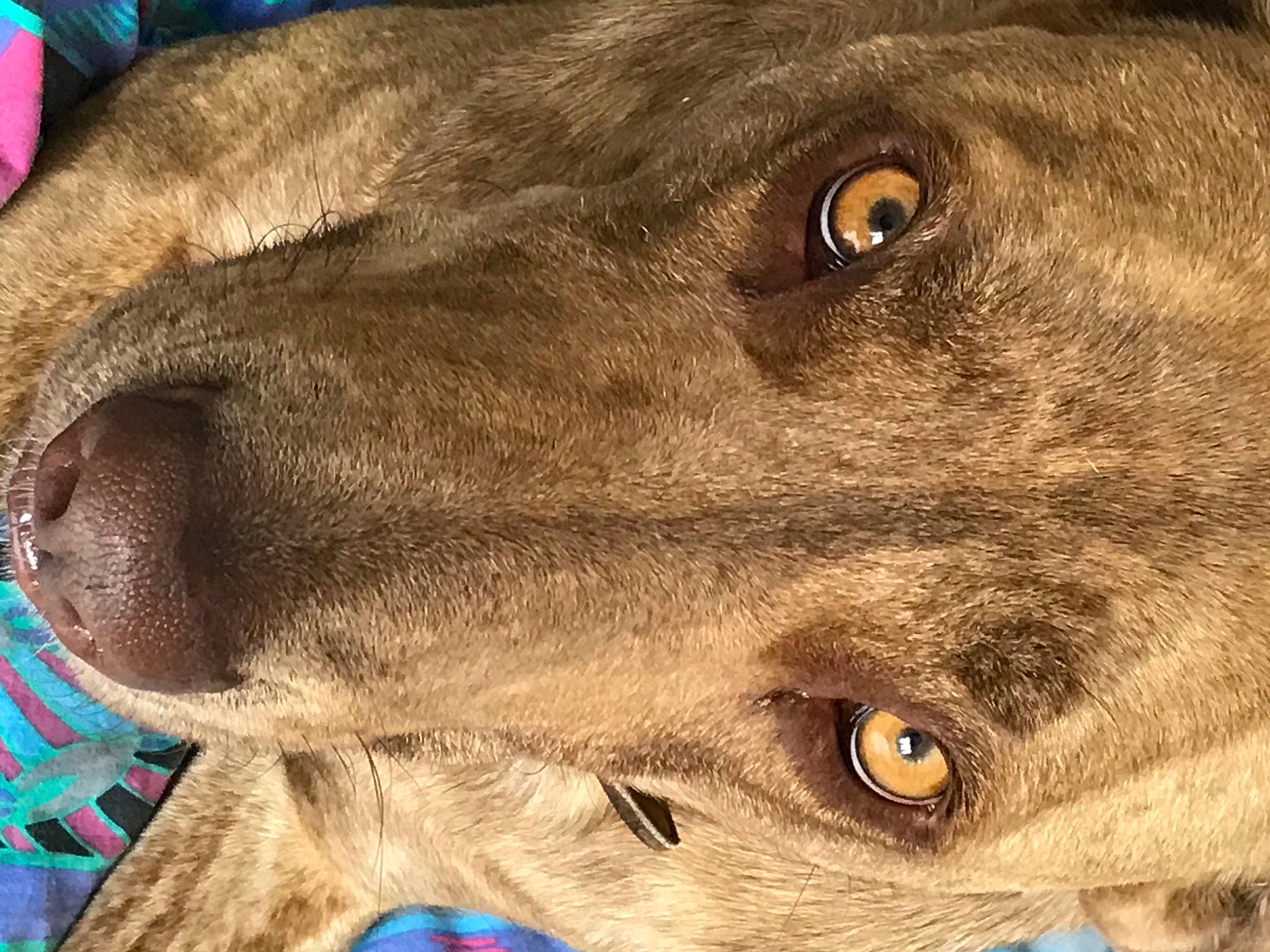 Oskar participe au concours pour gagner de l'argent avec cette photo : canidae, carnivore, close_up, companion_dog, dog, dog_breed, fawn, fur, iris, liver, snout, sporting_group, vertebrate, whiskers, working_animal, working_dog