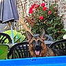 Simba a rejoint le concours — aidez-le/la à gagner de superbes lots ! dog, german_shepherd, animal, pet, outdoor, garden, flower, rose, brick_wall, chair, umbrella, green_chair, table, happy, tongue_out, summer, sunlight, leash, nature, fence