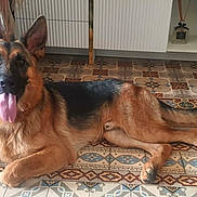 Simba participe au concours pour gagner de l'argent avec cette photo : german_shepherd, dog, tongue_out, lying_down, indoor, tile_floor, patterned_floor, flooring, happy, pet, animal, canine, ears_up, long_tail, fur, brown_and_black, muzzle, sitting, resting, domestic