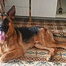 german_shepherd, dog, tongue_out, lying_down, indoor, tile_floor, patterned_floor, flooring, happy, pet, animal, canine, ears_up, long_tail, fur, brown_and_black, muzzle, sitting, resting, domestic