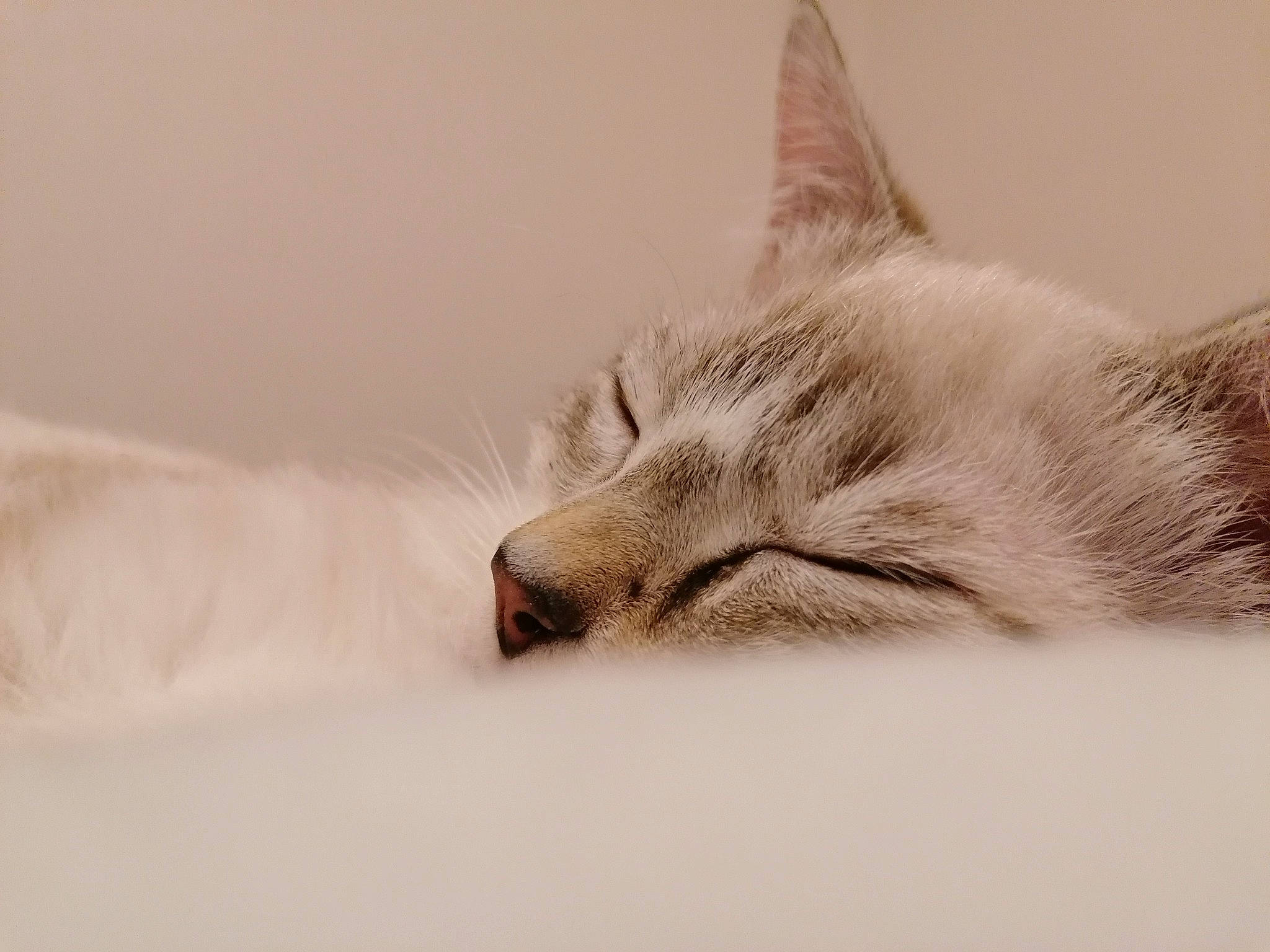 Kobe a rejoint le concours — aidez-le/la à gagner de superbes lots ! art, bed, carnivore, cat, claw, comfort, domestic_short_haired_cat, eyelash, felidae, fur, gesture, jaw, nap, paw, sleep, small_to_medium_sized_cats, tail, whiskers, wildlife, yawn