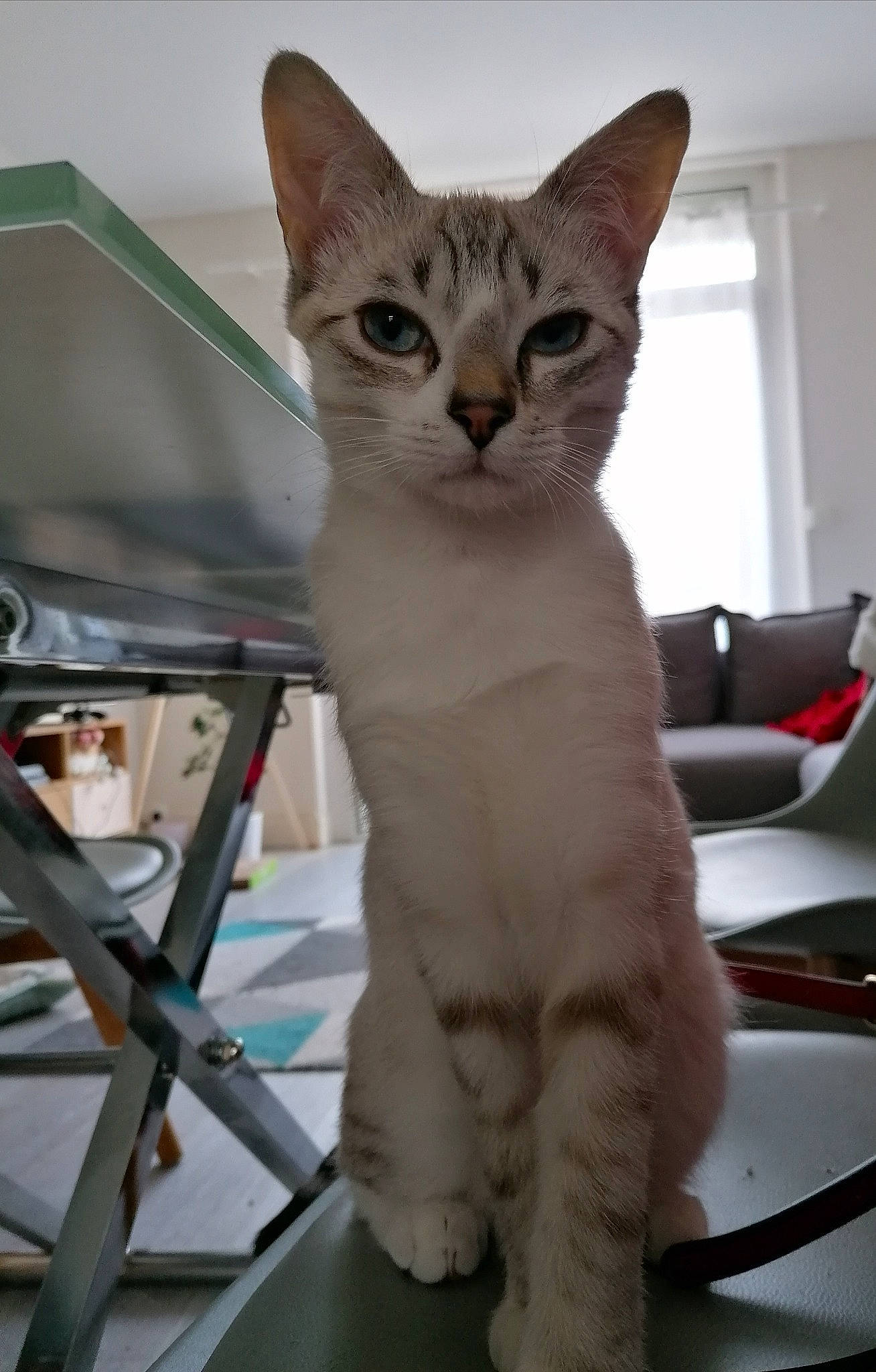 Kobe participe au concours pour gagner de l'argent avec cette photo : carnivore, cat, comfort, curtain, domestic_short_haired_cat, fawn, felidae, fur, iris, paw, sitting, small_to_medium_sized_cats, snout, tail, terrestrial_animal, whiskers, window