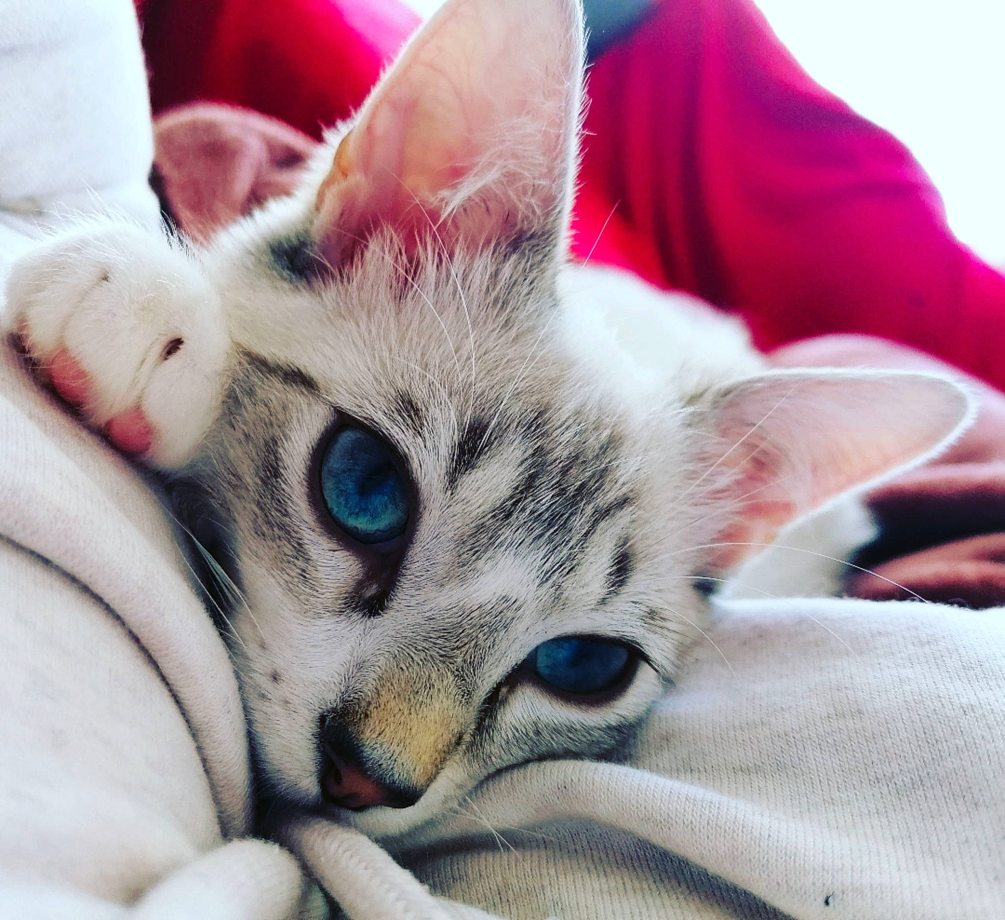 Kobe participe au concours pour gagner de l'argent avec cette photo : bed, bedding, carnivore, cat, claw, close_up, comfort, domestic_short_haired_cat, felidae, fur, linens, nail, nap, paw, photography, sleep, small_to_medium_sized_cats, snout, whiskers