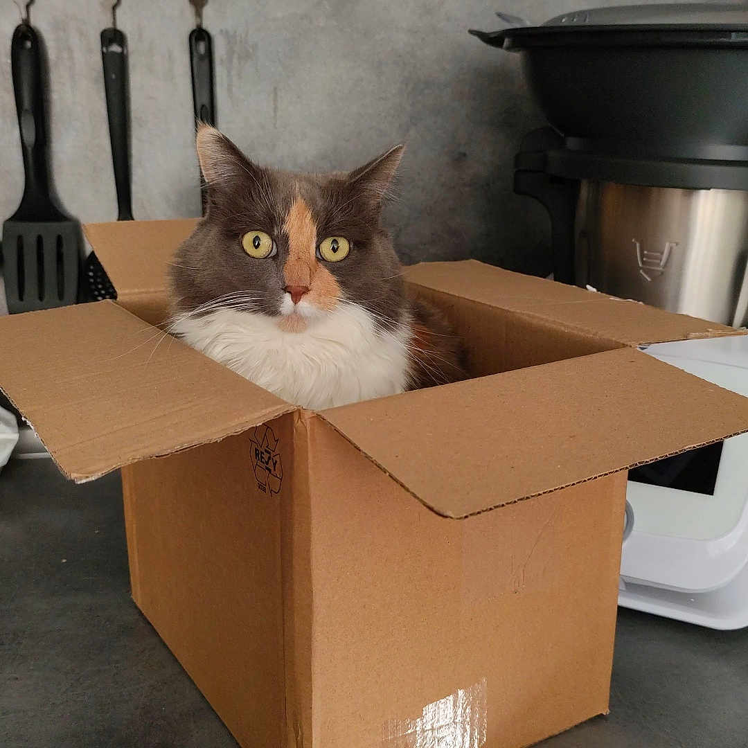 Minette participe au concours pour gagner de l'argent avec cette photo : abyssinian, animal, art, box, cardboard, carton, cat, indoors, interiordesign, kitten, manx, package, packagedelivery, person, pet, plant, porcelain, pottedplant, pottery, wood