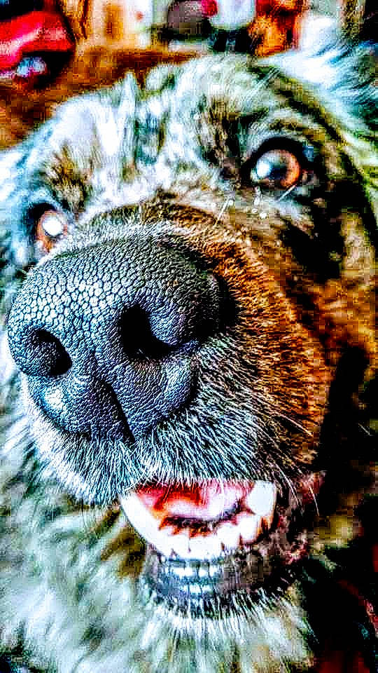 Pepper is registered to the contest to win money with this photo: