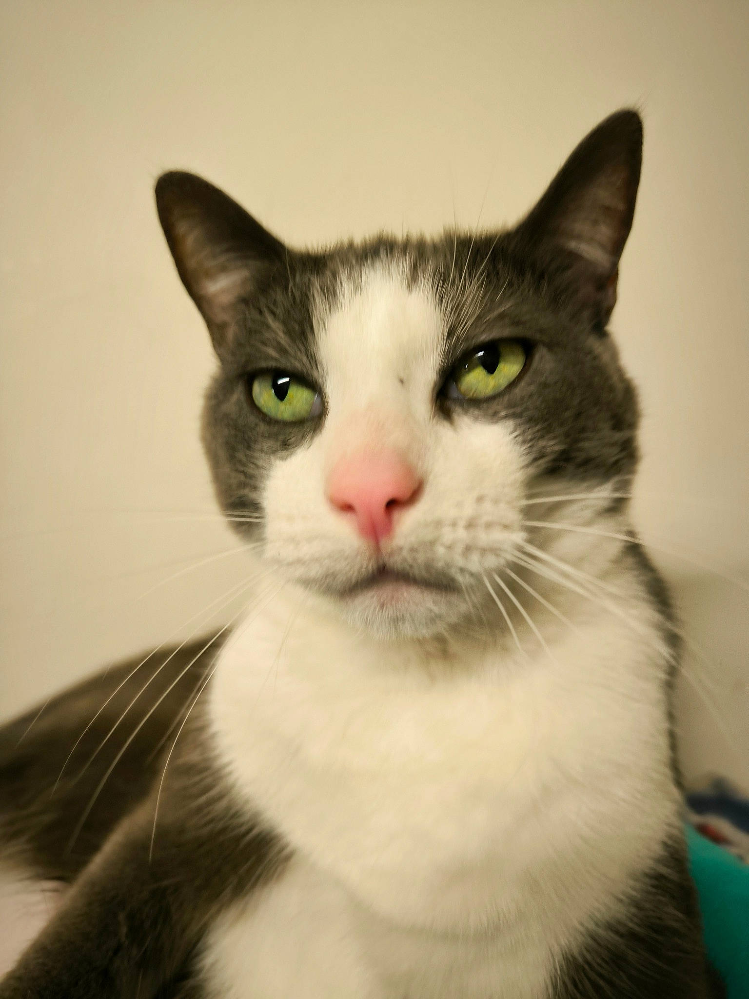 Soske a rejoint le concours — aidez-le/la à gagner de superbes lots ! carnivore, cat, curious, domestic_short_haired_cat, felidae, fur, monochrome_photography, small_to_medium_sized_cats, snout, whiskers