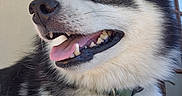 Tiloup a rejoint le concours — aidez-le/la à gagner de superbes lots ! dog, siberian_husky, blue_eyes, tongue_out, collar, pet_tag, black_and_white_fur, close_up, happy, smiling, indoor, portrait, animal, canine, furry, cute, domestic_animal, nose, whiskers, ears