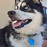 dog, siberian_husky, blue_eyes, tongue_out, collar, pet_tag, black_and_white_fur, close_up, happy, smiling, indoor, portrait, animal, canine, furry, cute, domestic_animal, nose, whiskers, ears