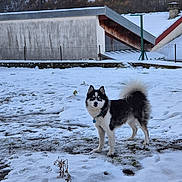 Tiloup participe au concours pour gagner de l'argent avec cette photo : dog, snow, outdoor, mountain, building, winter, fur, animal, canine, nature, cold, landscape, pet, curious, alert, black_and_white, tail, collar, rural, fence