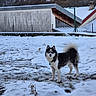 dog, snow, outdoor, mountain, building, winter, fur, animal, canine, nature, cold, landscape, pet, curious, alert, black_and_white, tail, collar, rural, fence