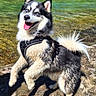 Tiloup participe au concours pour gagner de l'argent avec cette photo : dog, husky, blue_eyes, happy, playful, water, river, rock, outdoor, nature, greenery, sunlight, fur, pet, animal, canine, smiling, leash, harness, daytime