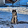 Tiloup participe au concours pour gagner de l'argent avec cette photo : dog, husky, snow, outdoor, pet, animal, winter, cold, fur, sitting, yard, house, fence, blue_eyes, nature, canine, portrait, daylight, background, quiet