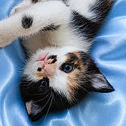 Ruby participe au concours pour gagner de l'argent avec cette photo : kitten, calico, cat, pet, animal, fur, blue_satin, soft, cute, small, lying_down, looking_up, whiskers, ears, paw, young, domestic_cat, feline, closeup, indoor