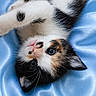 animal, blue_satin, calico, cat, closeup, cute, domestic_cat, ears, feline, fur, indoor, kitten, looking_up, lying_down, paw, pet, small, soft, whiskers, young