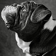 Quincy joined the competition — help win amazing prizes! animal, black_and_white, bulldog, closeup, collar, detailed, dog, ears, expression, fur, looking_up, monochrome, muzzle, neck, pet, portrait, profile, side_view, studio, wrinkles