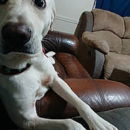 Baby joined the competition — help win amazing prizes! dog, white_dog, pet, animal, portrait, close_up, wide_eyes, black_nose, collar, leather_chair, armchair, living_room, indoor, furniture, seated, long_legs, paws, blue_curtain, home, funny