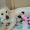 animal, bed, bedding, bedroom, blanket, canine, close_up, cute, dog, home, indoor, lying_down, minnie_mouse, pet, pink_toy, plush_toy, portrait, relaxed, stuffed_animal, white_dog
