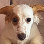 Poquito is registered to the contest to win money with this photo: puppy, dog, close_up, white_fur, tan_fur, floppy_ears, cute, pet, young_dog, animal, portrait, indoor, soft_lighting, fur, eyes, nose, whiskers, mammal, adorable, friendly