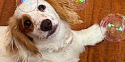 Poquito is registered to the contest to win money with this photo: dog, puppy, bubbles, wooden_floor, playful, curious, fluffy_ears, white_fur, brown_spots, indoor, pet, cute, animal, laying_down, looking_up, small_dog, close_up, fun, joyful, companion