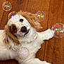 dog, puppy, bubbles, wooden_floor, playful, curious, fluffy_ears, white_fur, brown_spots, indoor, pet, cute, animal, laying_down, looking_up, small_dog, close_up, fun, joyful, companion
