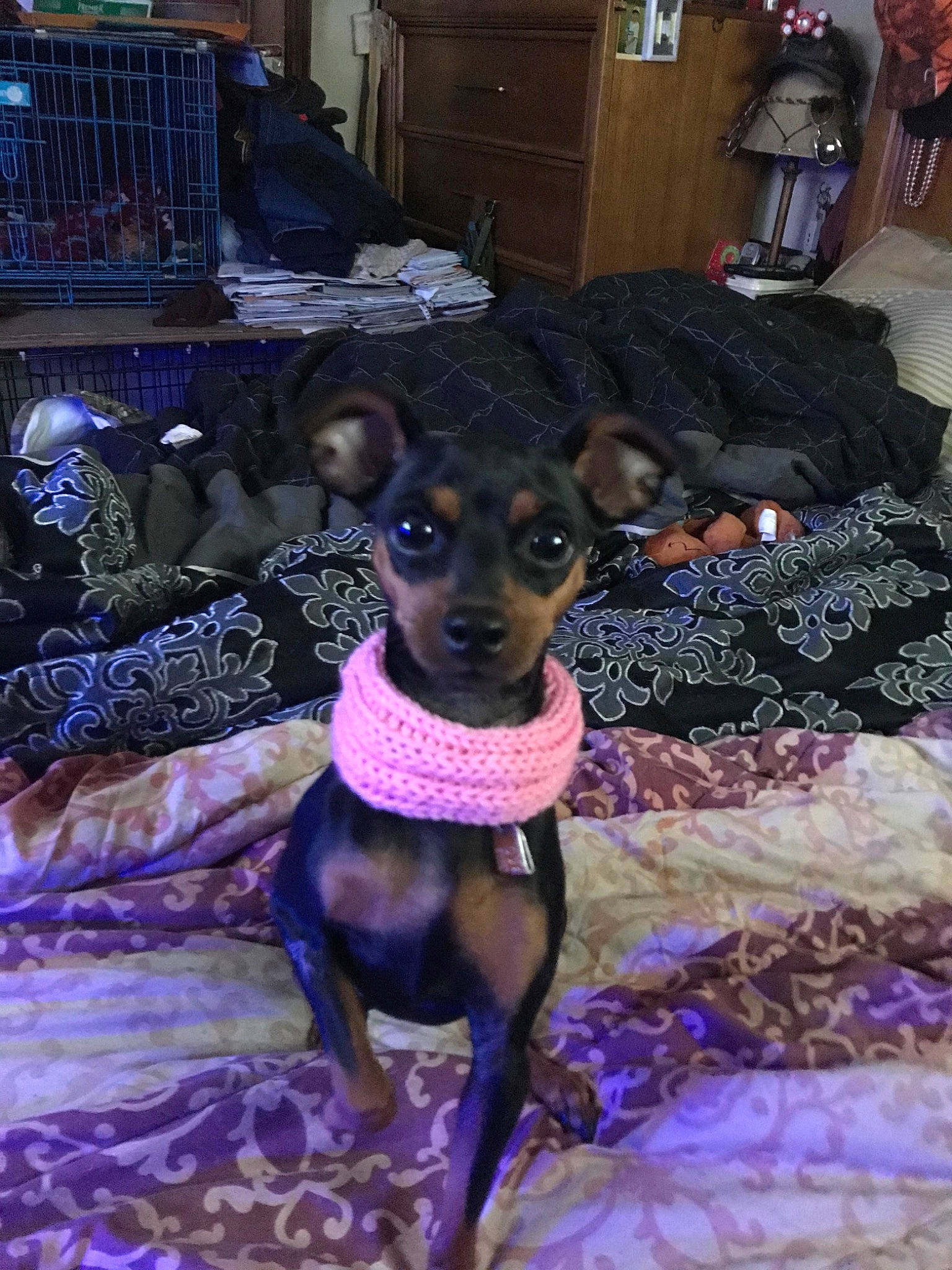 Roxy joined the competition — help win amazing prizes! black_and_tan_terrier, canidae, carlin_pinscher, carnivore, dog, dog_breed, english_toy_terrier, fawn, german_pinscher, mammal, manchester_terrier, miniature_fox_terrier, miniature_pinscher, pinscher, prazsky_krysarik, rare_breed_dog, russkiy_toy, toy_dog, toy_manchester_terrier, vertebrate
