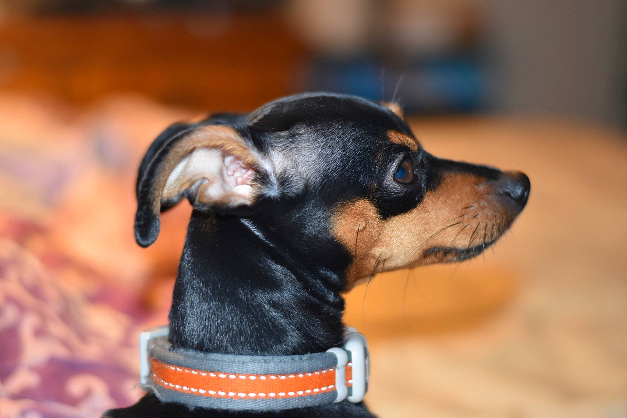 Roxy joined the competition — help win amazing prizes! black_and_tan_terrier, canidae, carnivore, companion_dog, dog, dog_breed, english_toy_terrier, german_pinscher, guard_dog, mammal, miniature_pinscher, pinscher, prazsky_krysarik, puppy, russkiy_toy, snout, toy_dog, toy_manchester_terrier, vertebrate