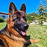 dog, german_shepherd, grass, outdoor, blue_sky, pet, animal, tongue_out, sunny, nature, house, tree, canine, mammal, fur, ears, nose, portrait, relaxed, daytime