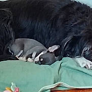 Leia Poppy Et Baya a rejoint le concours — aidez-le/la à gagner de superbes lots ! dog, mouse, pet, sleeping, resting, cuddling, animal_pair, black_dog, small_mouse, gray_mouse, white_paws, shaggy_fur, green_blanket, bed, bedroom, indoors, cozy, peaceful, companion, cute