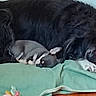 dog, mouse, pet, sleeping, resting, cuddling, animal_pair, black_dog, small_mouse, gray_mouse, white_paws, shaggy_fur, green_blanket, bed, bedroom, indoors, cozy, peaceful, companion, cute