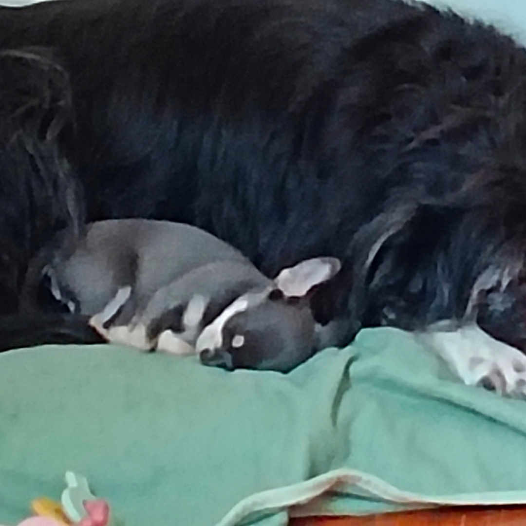 Leia Poppy Et Baya a rejoint le concours — aidez-le/la à gagner de superbes lots ! dog, mouse, pet, sleeping, resting, cuddling, animal_pair, black_dog, small_mouse, gray_mouse, white_paws, shaggy_fur, green_blanket, bed, bedroom, indoors, cozy, peaceful, companion, cute