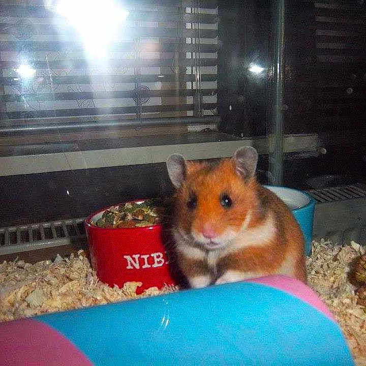 Nibbles