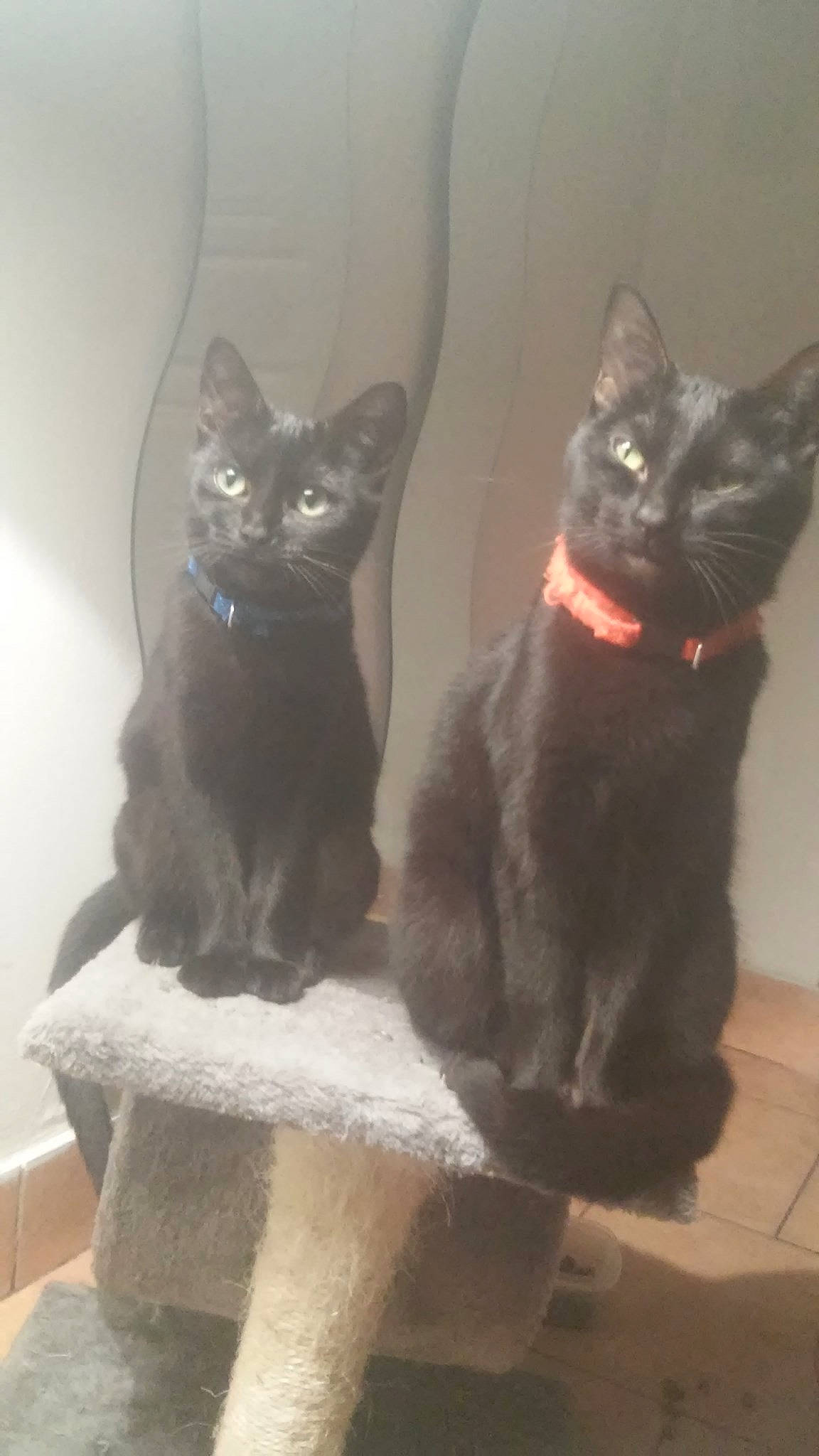 Charo Et Niglo a rejoint le concours — aidez-le/la à gagner de superbes lots ! black_cat, bombay, carnivore, cat, cat_furniture, cat_supply, claw, domestic_short_haired_cat, felidae, fur, grey, iris, paw, sitting, small_to_medium_sized_cats, snout, tail, terrestrial_animal, whiskers, window